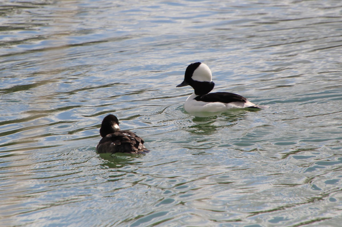 Bufflehead - ML617051287