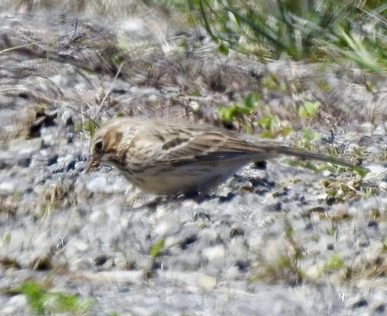 Vesper Sparrow - Betsy MacMillan