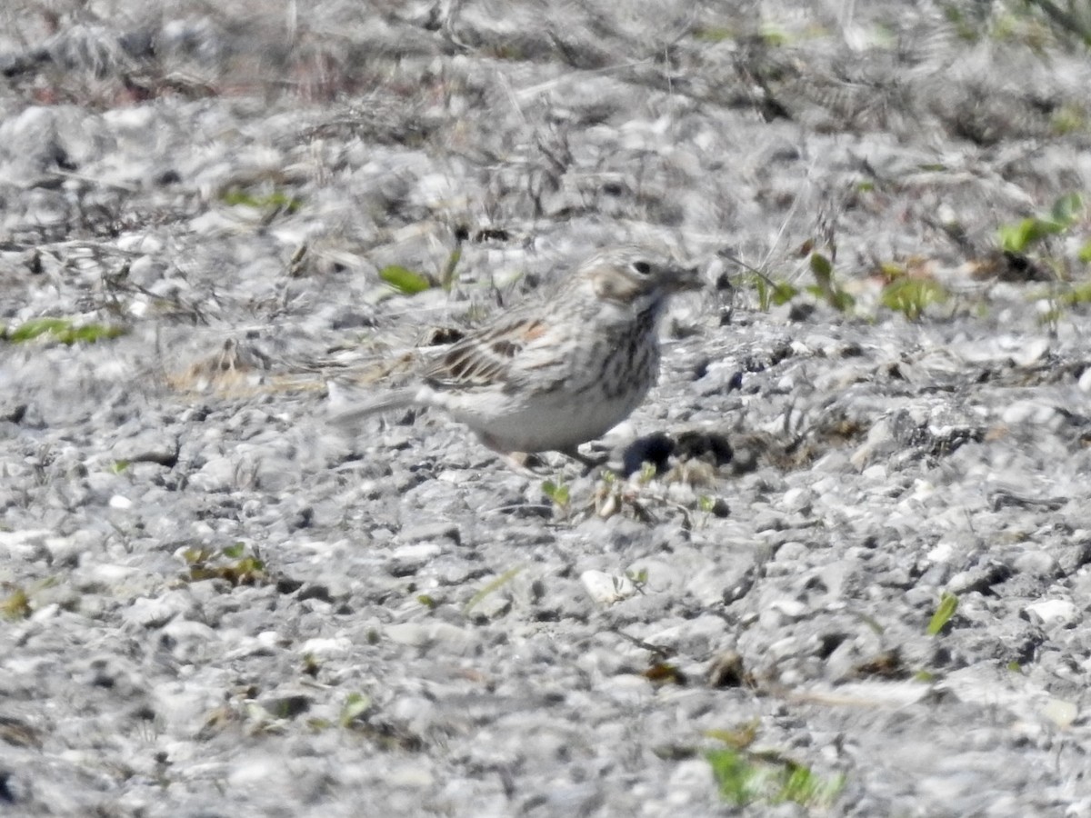 Vesper Sparrow - ML617051313