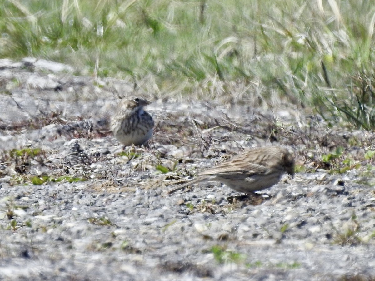 Vesper Sparrow - ML617051314