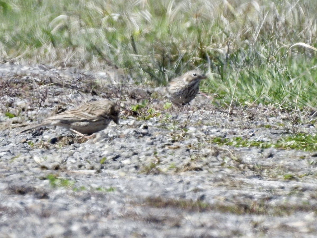 Vesper Sparrow - ML617051315