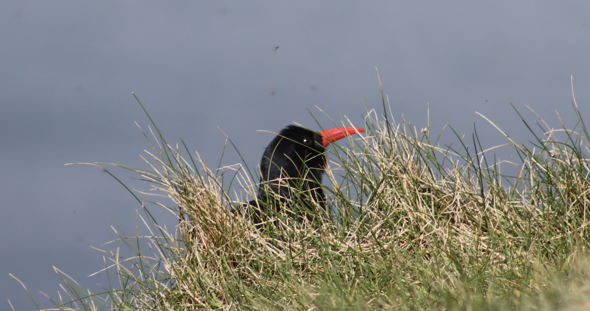 Red-billed Chough - ML617051316