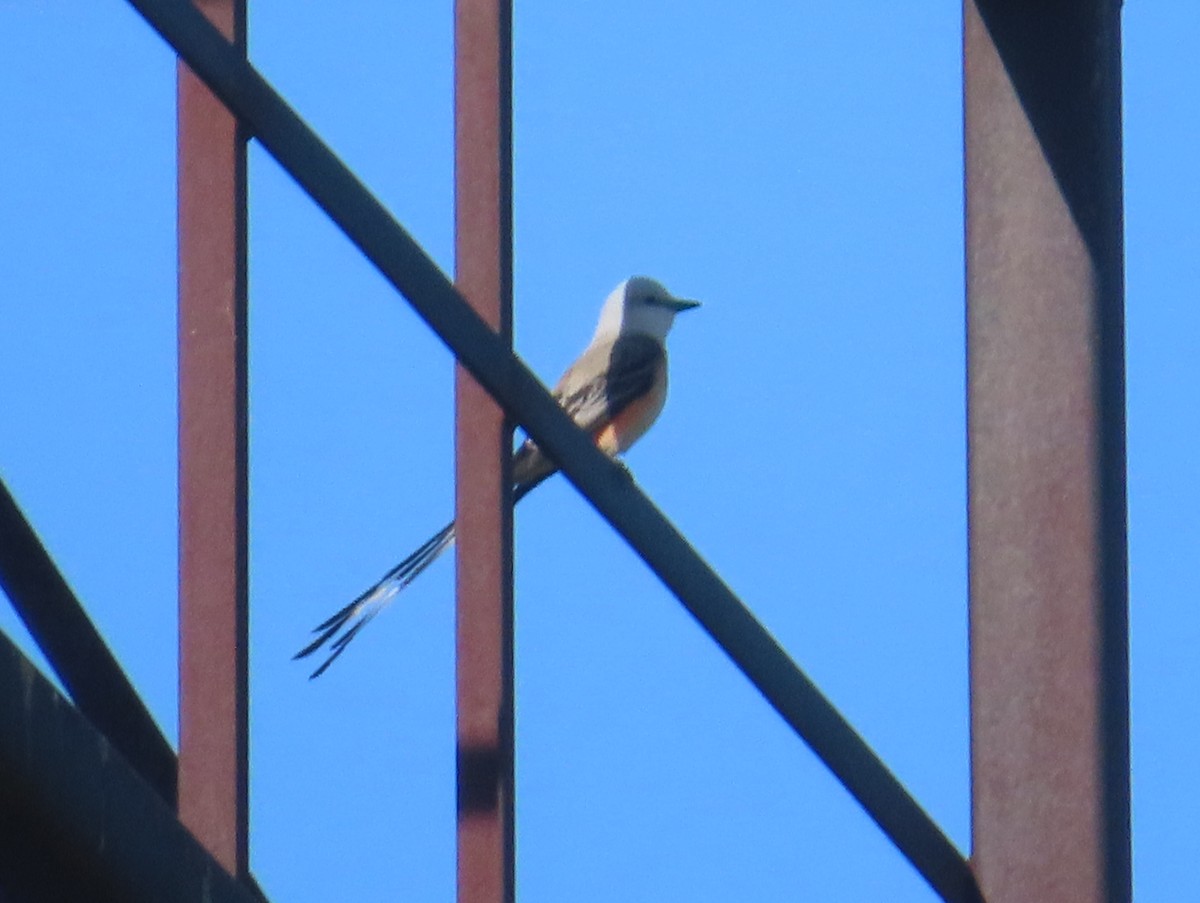 Scissor-tailed Flycatcher - ML617051349