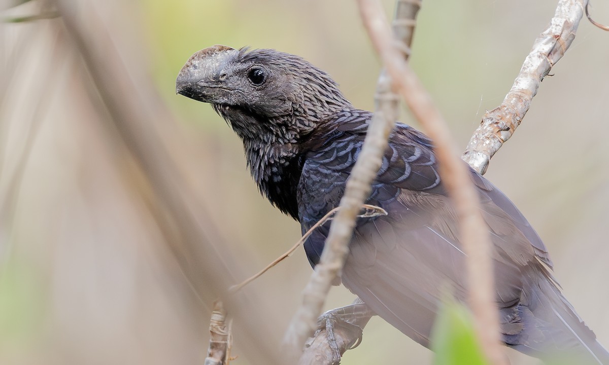 Smooth-billed Ani - ML617051354