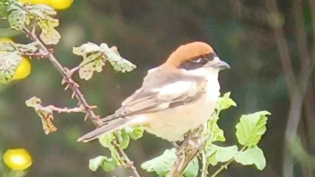 Woodchat Shrike - ML617051356