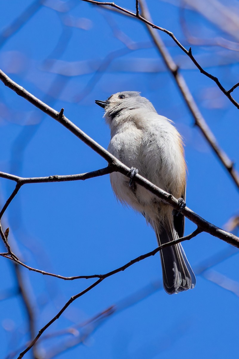 Tufted Titmouse - ML617051466