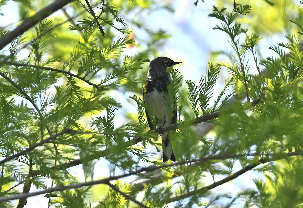 Yellow-rumped Warbler (Audubon's) - ML617051477