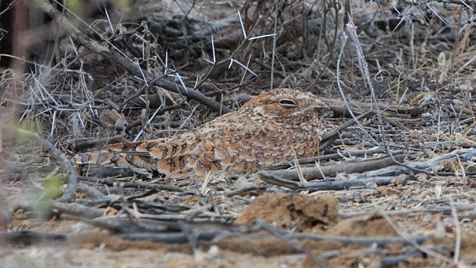 Golden Nightjar - ML617051495