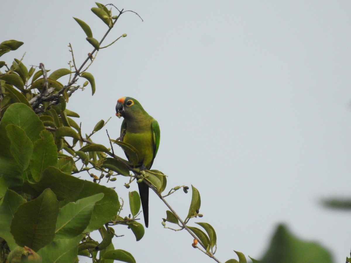 Peach-fronted Parakeet - Gustavo Ribeiro