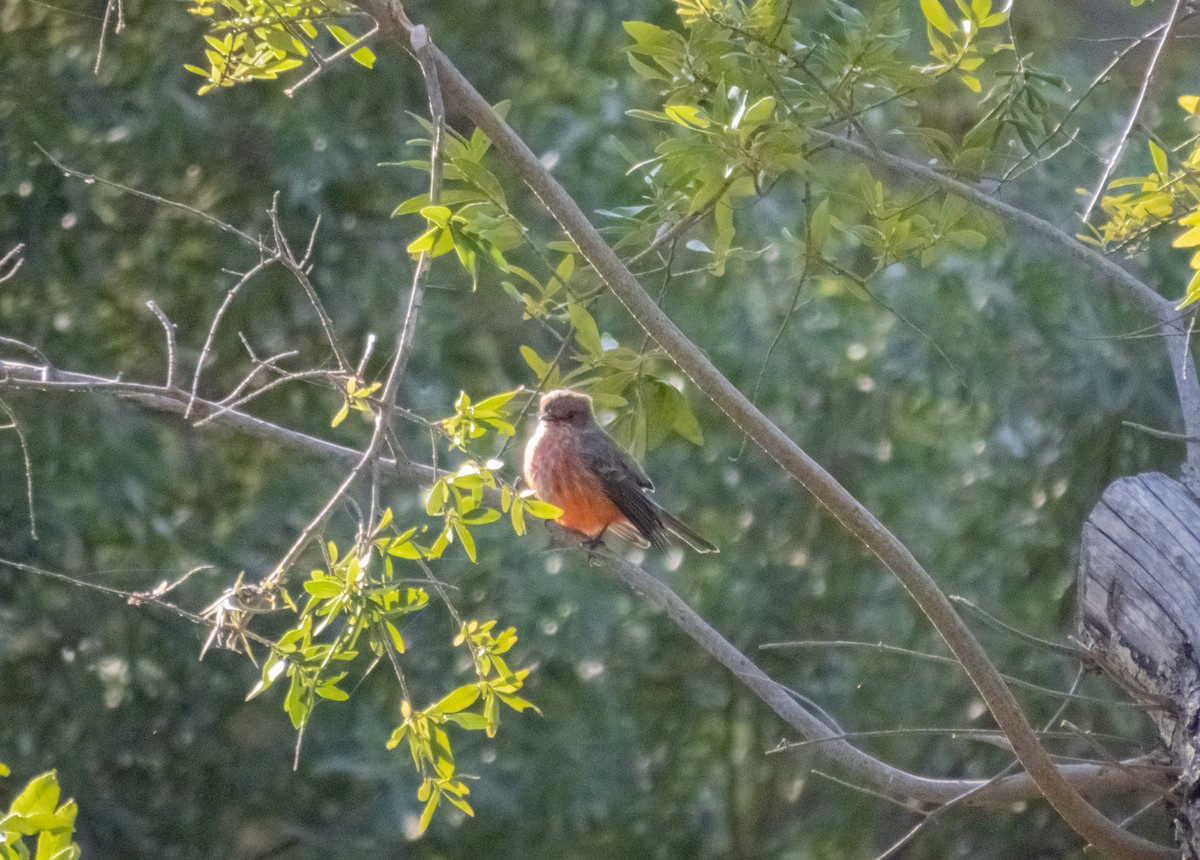 Vermilion Flycatcher - ML617051591