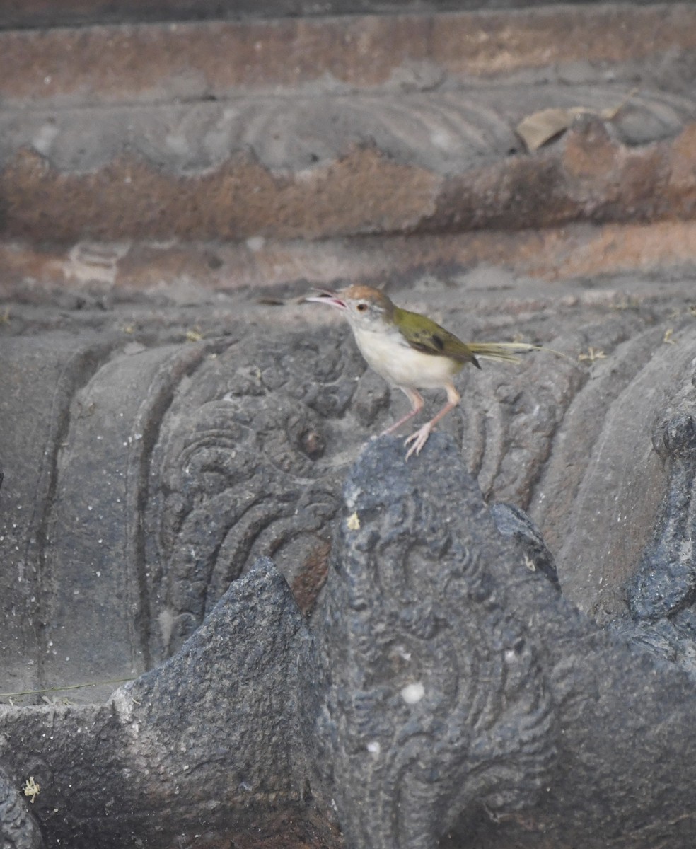 Common Tailorbird - ML617051593