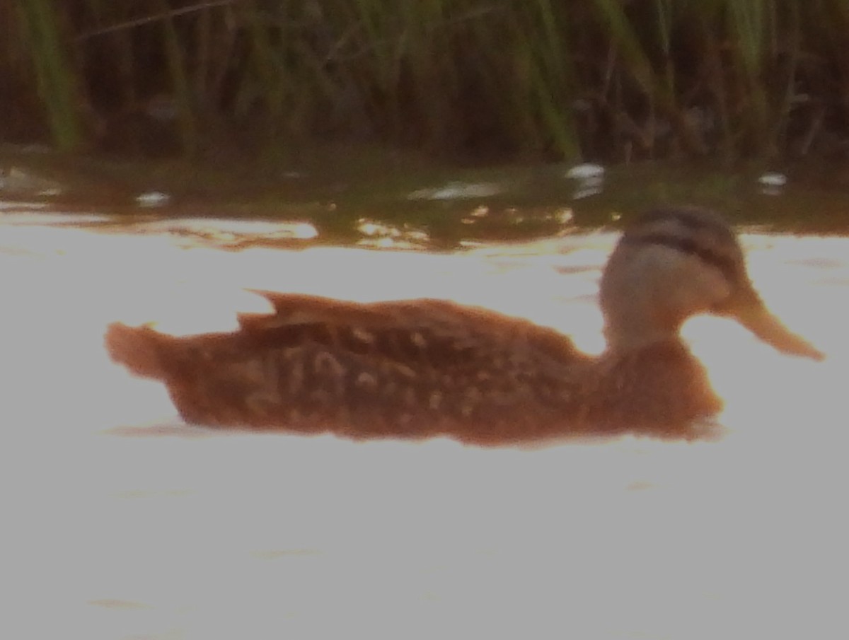 Mallard x Mottled Duck (hybrid) - Eric Haskell