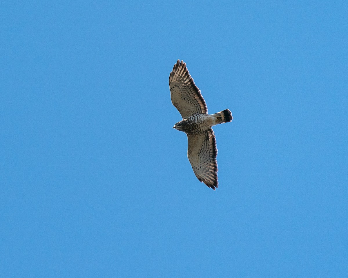 Broad-winged Hawk - Kevin Burt