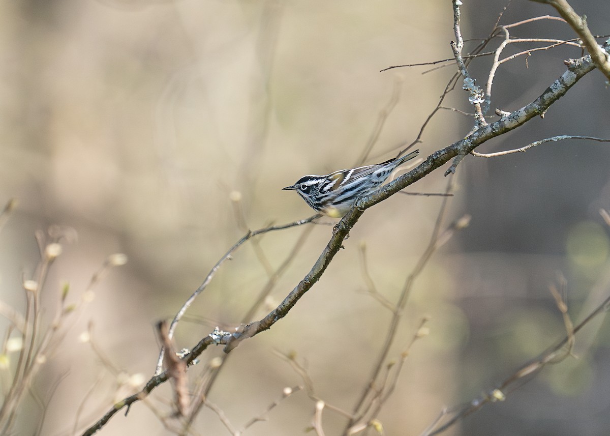 Black-and-white Warbler - Kevin Burt