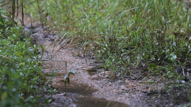 Riverbank Warbler - ML617051639