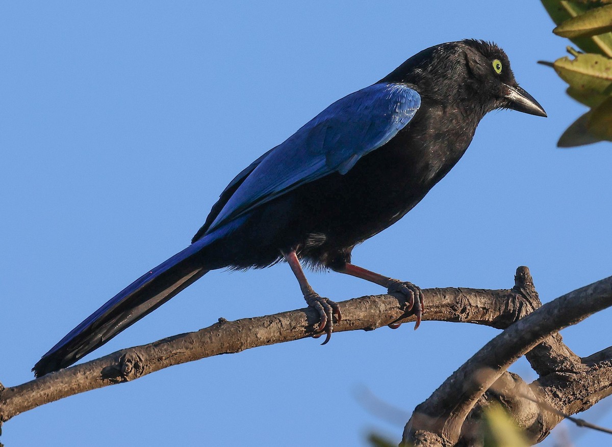 San Blas Jay - ML617051657