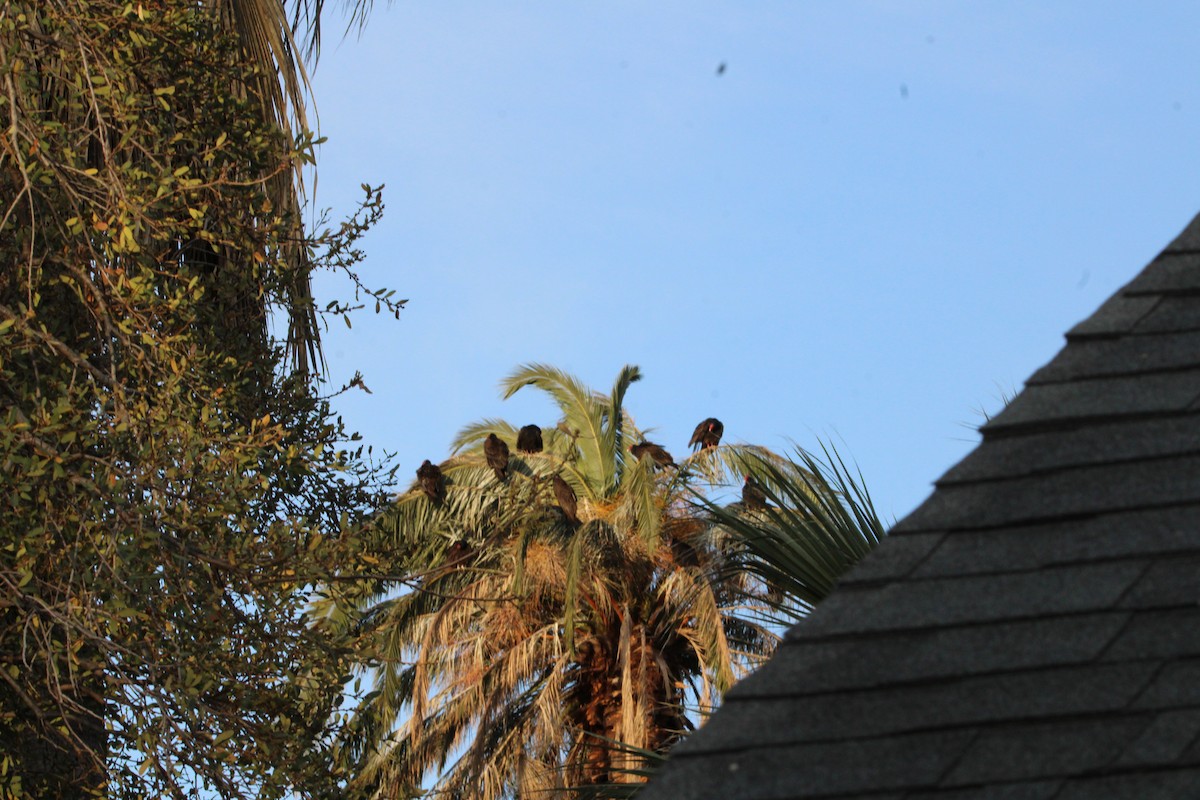 Turkey Vulture - ML617051704