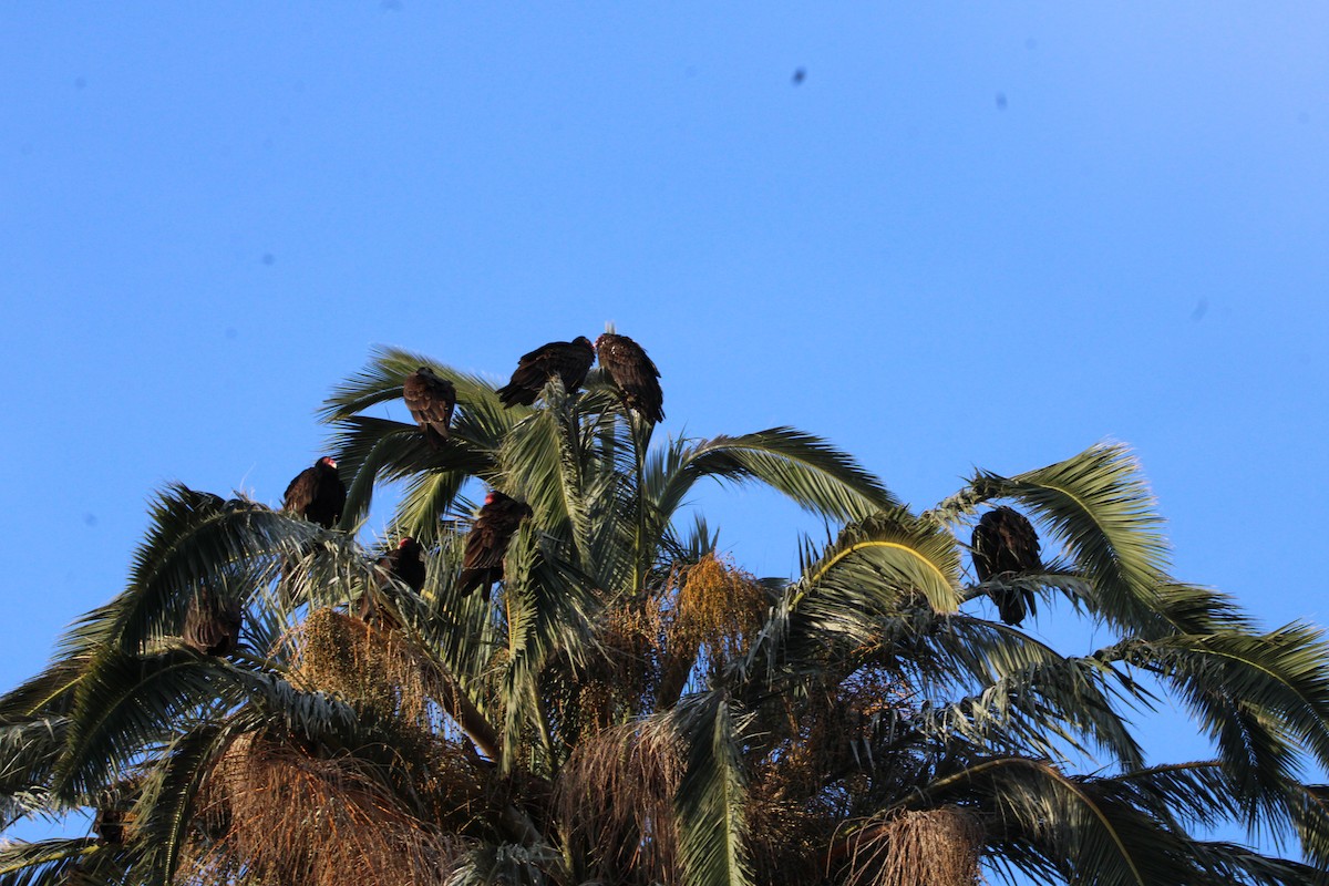 Turkey Vulture - ML617051705