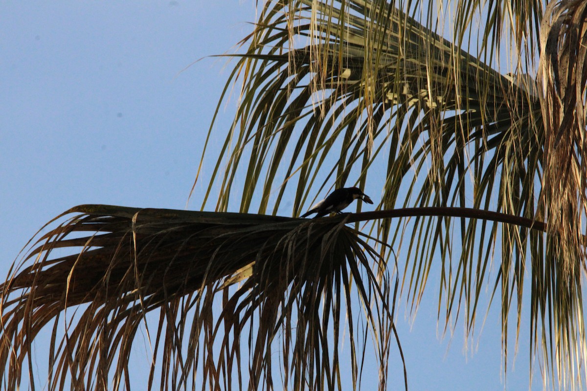 Acorn Woodpecker - ML617051743