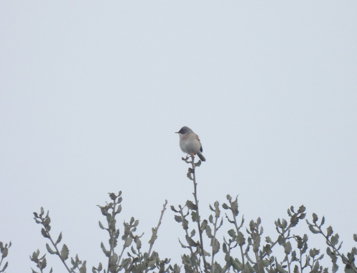 Spectacled Warbler - ML617051762
