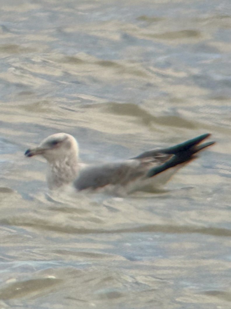 Gaviota Argéntea - ML617051771