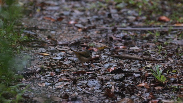 Riverbank Warbler - ML617051806