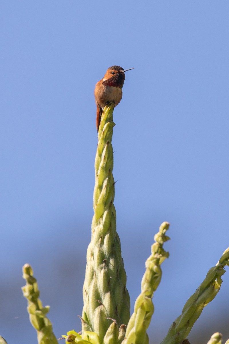 hummingbird sp. - ML617051808