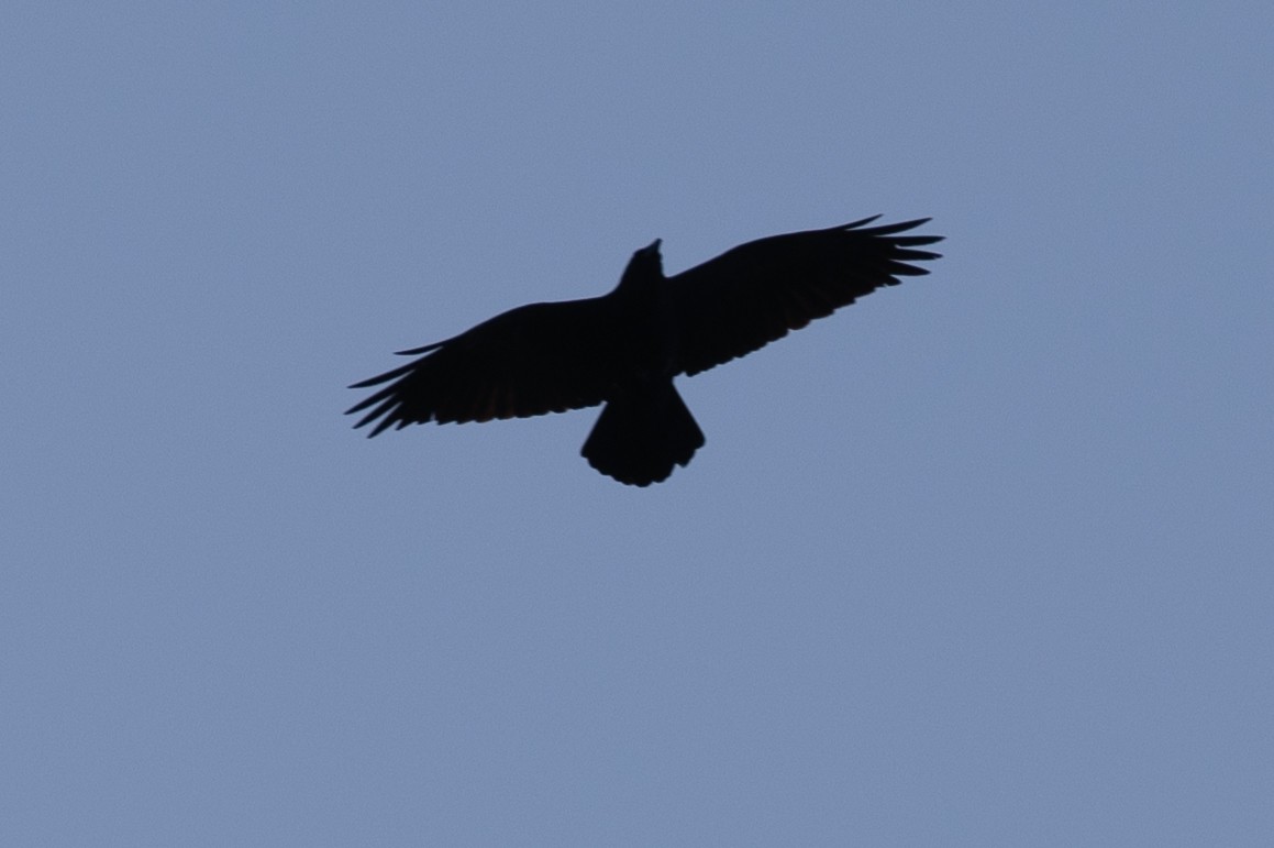 Common Raven - ML617051827