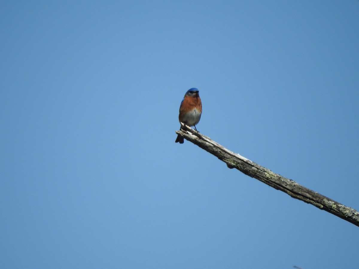 Eastern Bluebird - ML617051836