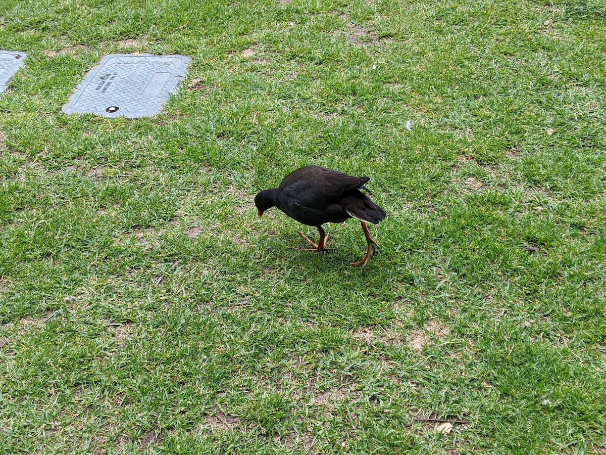 Dusky Moorhen - ML617051873