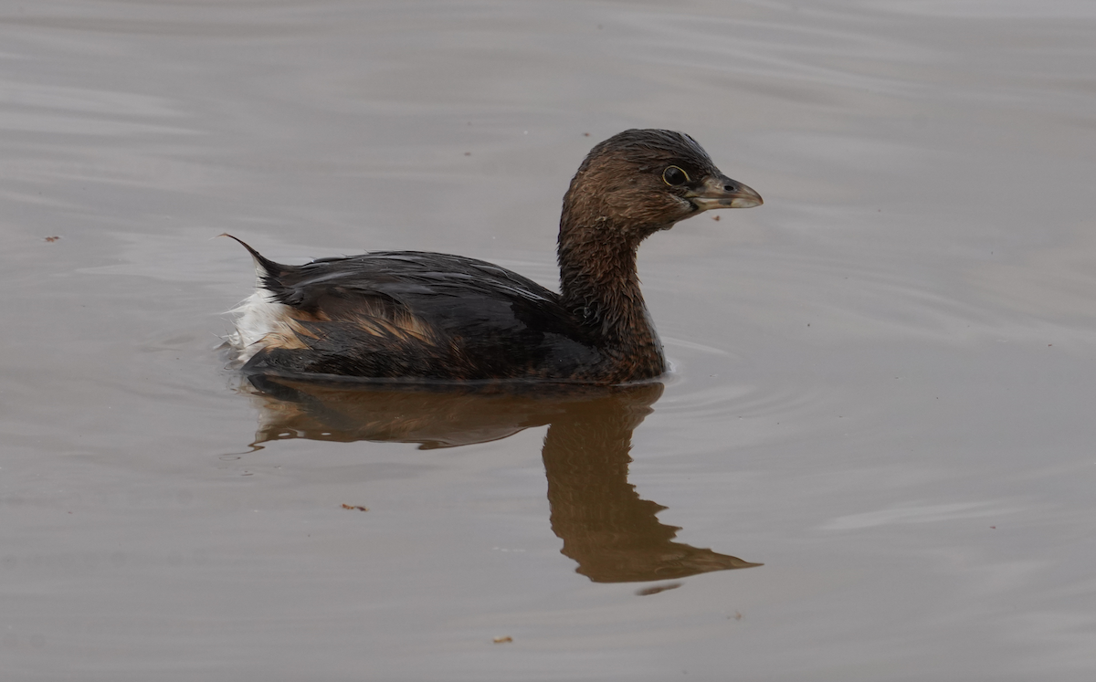 Pied-billed Grebe - ML617051912