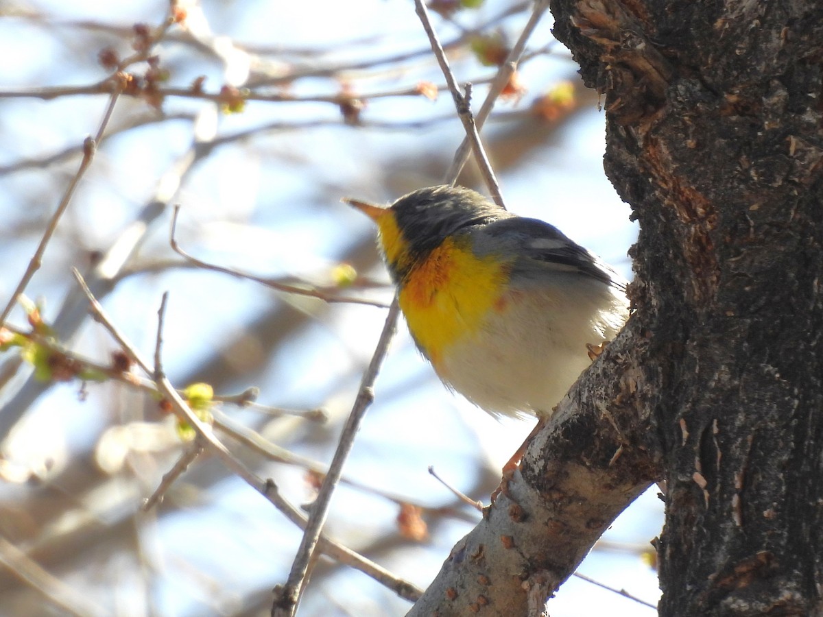 Northern Parula - ML617051913