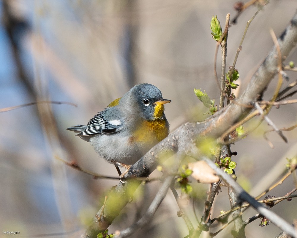 Northern Parula - ML617051916