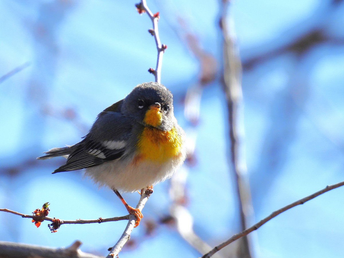 Northern Parula - ML617051919