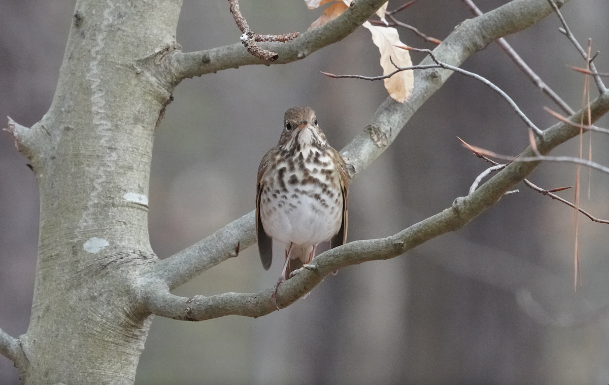 Hermit Thrush - ML617051945