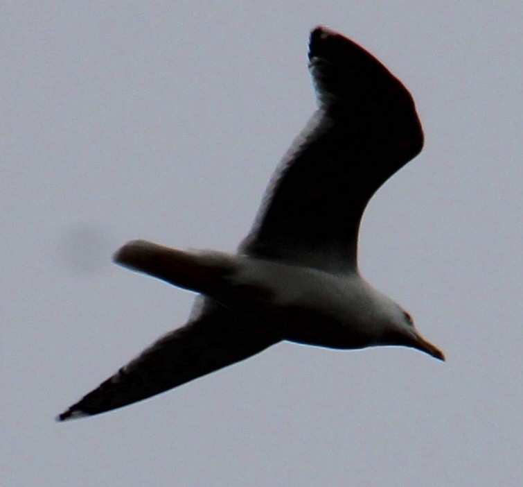 Ring-billed Gull - ML617051984