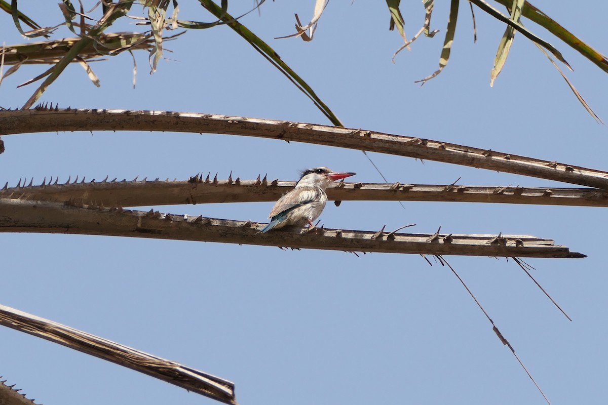 Striped Kingfisher - ML617051992