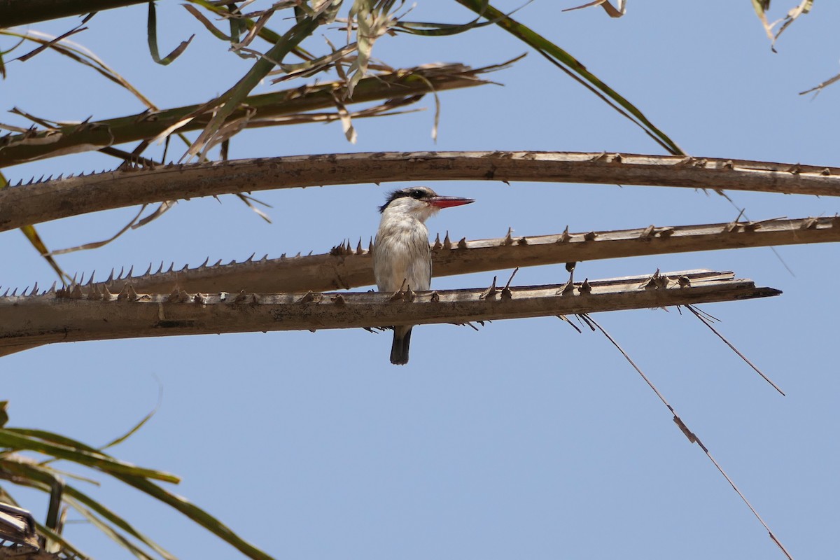 Striped Kingfisher - ML617051997