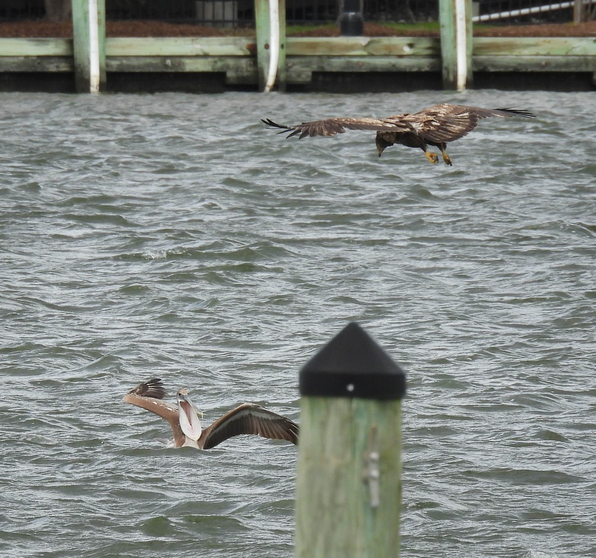 Brown Pelican - ML617052065