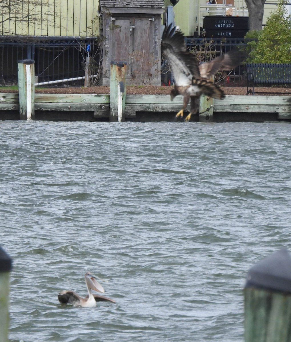 Brown Pelican - ML617052066