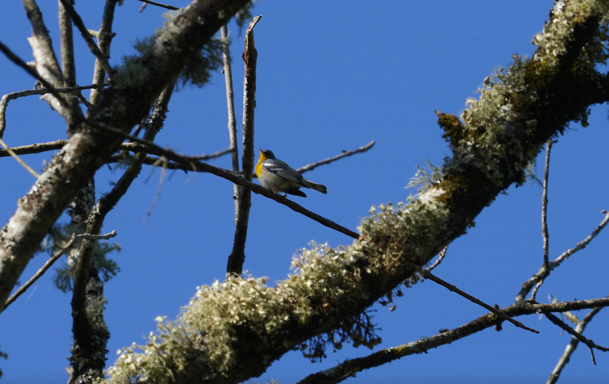 Northern Parula - ML617052083