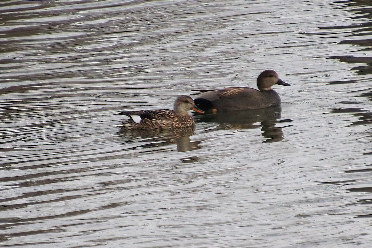 Gadwall - ML617052101