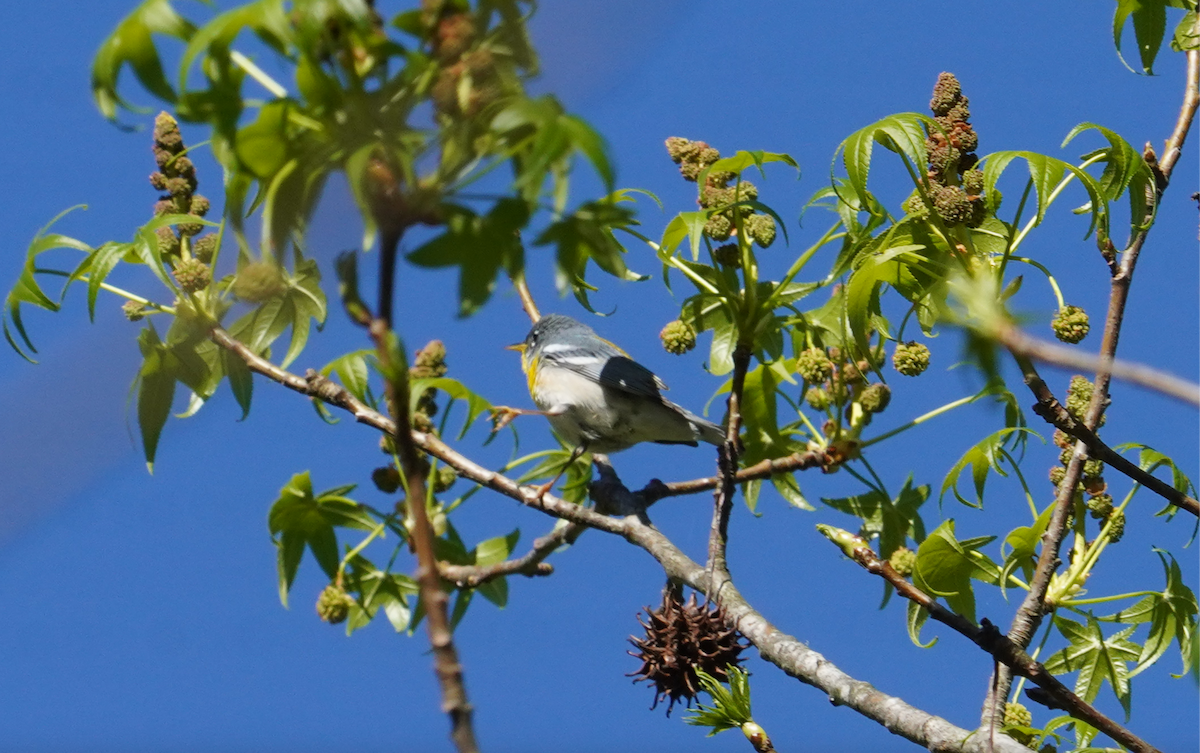 Northern Parula - ML617052108