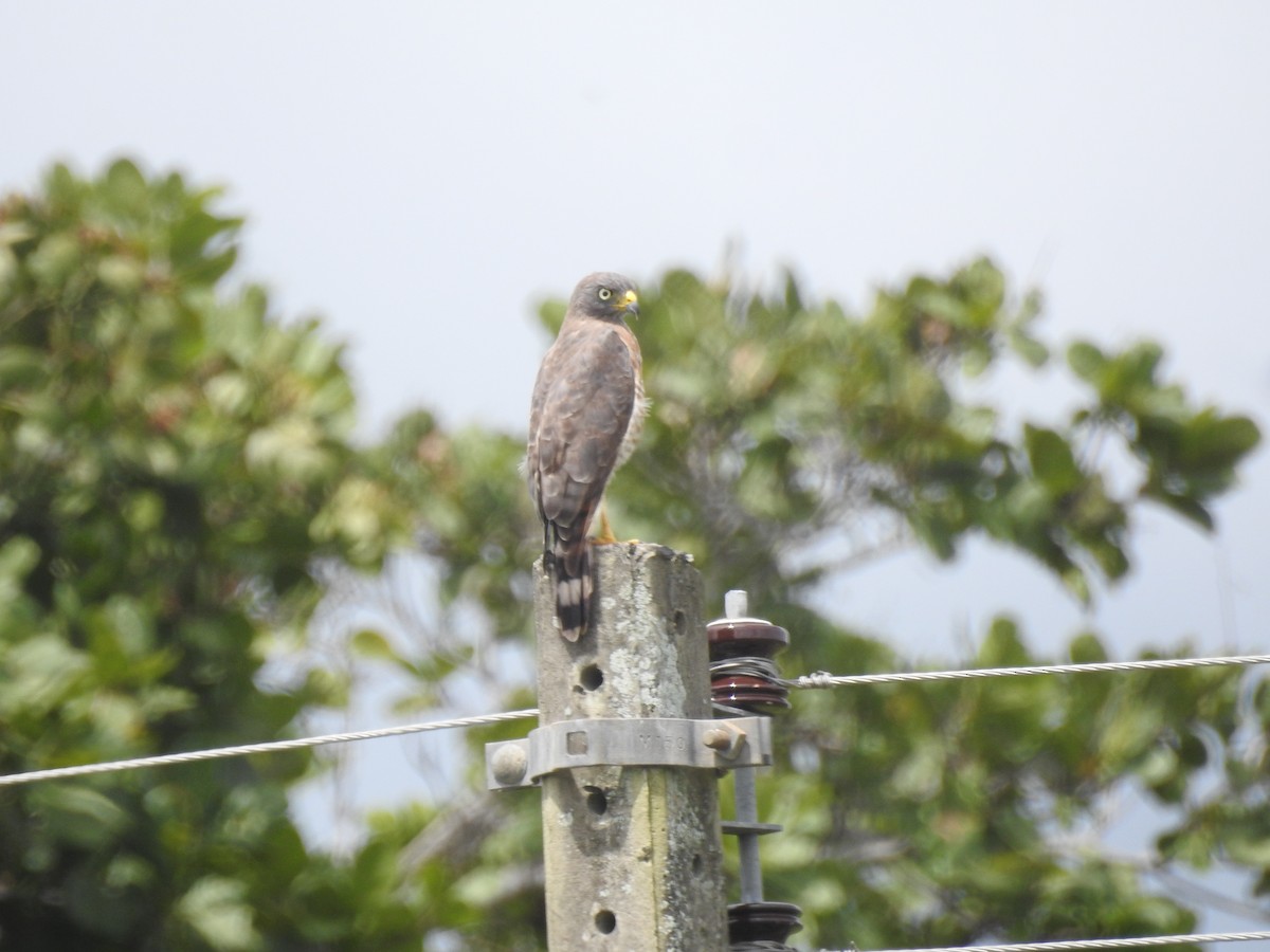 Roadside Hawk - ML617052119