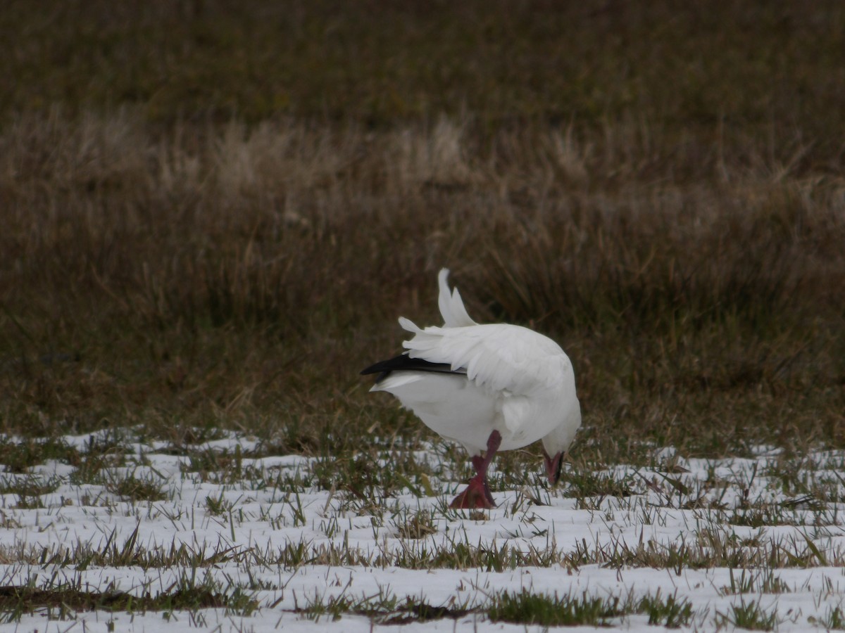 Snow Goose - ML617052129