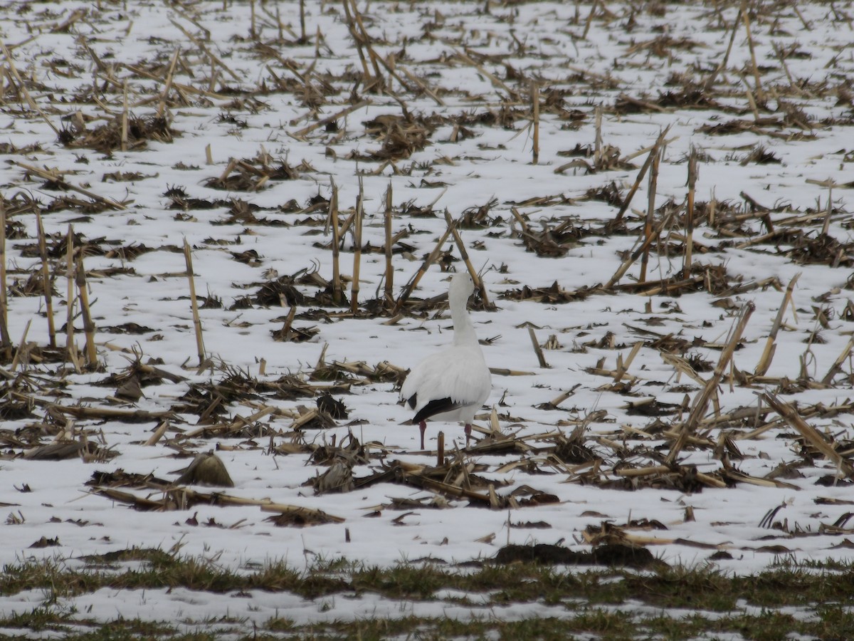 Snow Goose - ML617052131