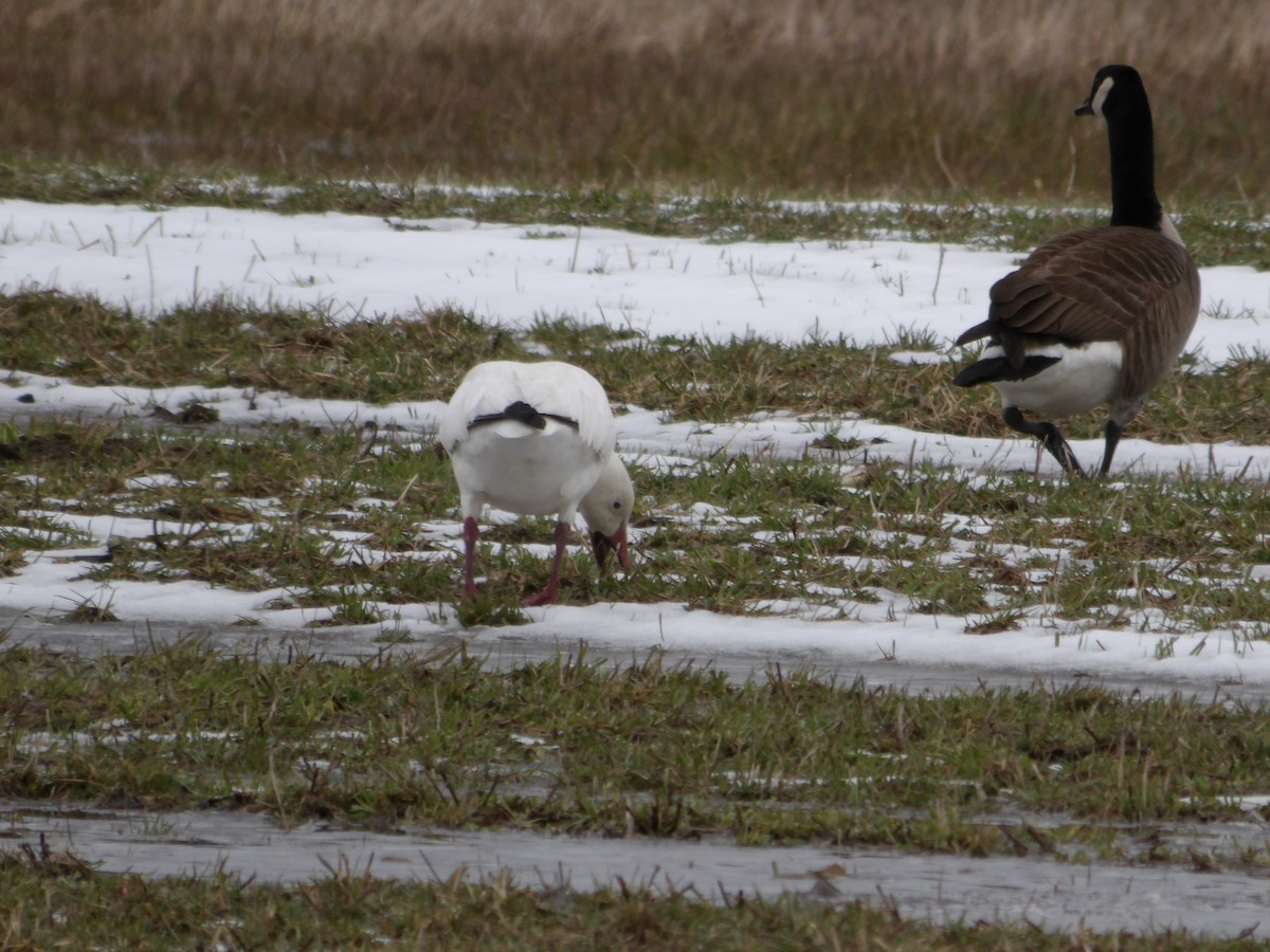 Snow Goose - ML617052132