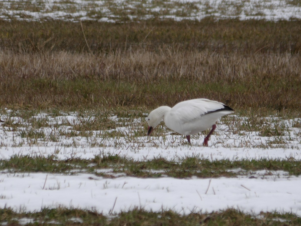 Snow Goose - ML617052133