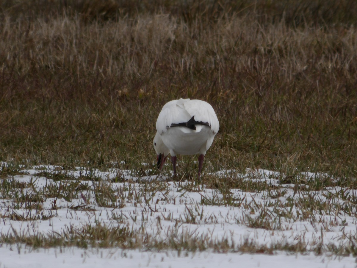 Snow Goose - ML617052135