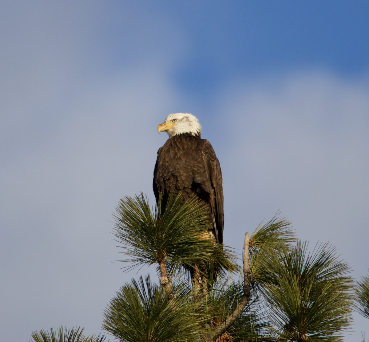 Bald Eagle - Jordan Juzdowski